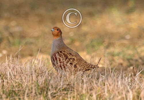 Grey Partridge DM1625